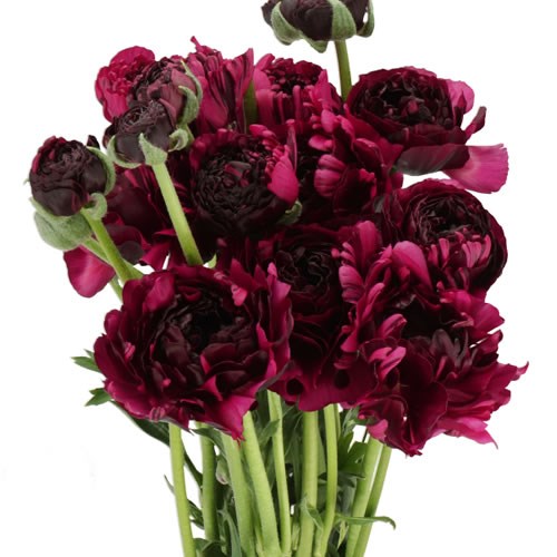 RANUNCULUS ROMANCE BRAGA