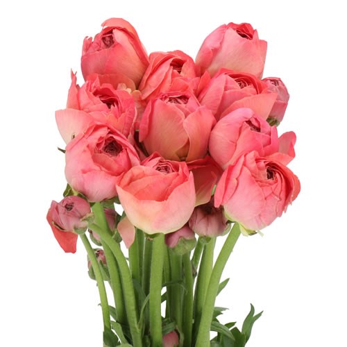 RANUNCULUS ROMANCE BUZET