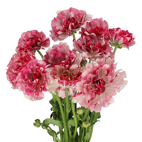RANUNCULUS ROMANCE CESAR EX