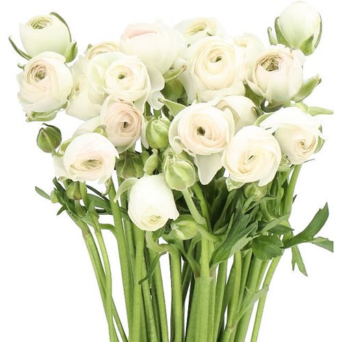 RANUNCULUS ROMANCE COURCHEVEL EX