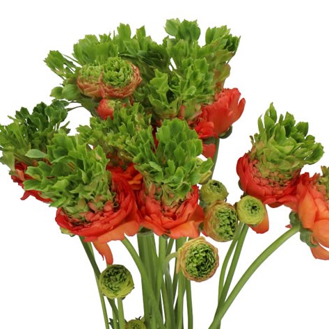 RANUNCULUS ROMANCE CROWN NERVION