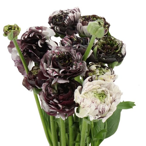 RANUNCULUS ROMANCE ESTRADA