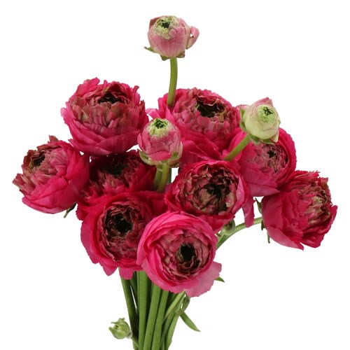 RANUNCULUS ROMANCE ESTRETAT