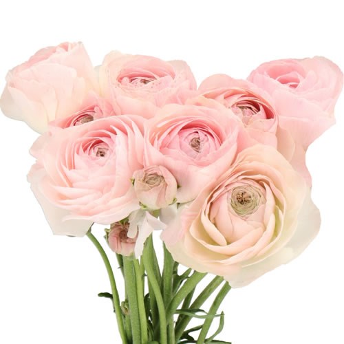 RANUNCULUS ROMANCE FERRAND