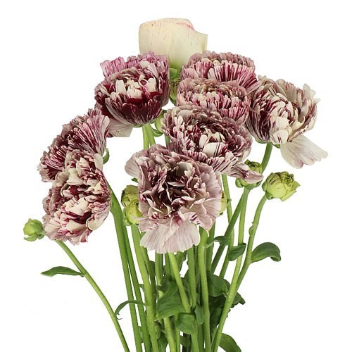 RANUNCULUS ROMANCE GALTHIE