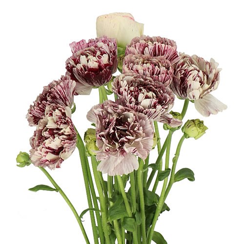 RANUNCULUS ROMANCE GALTHIE EX