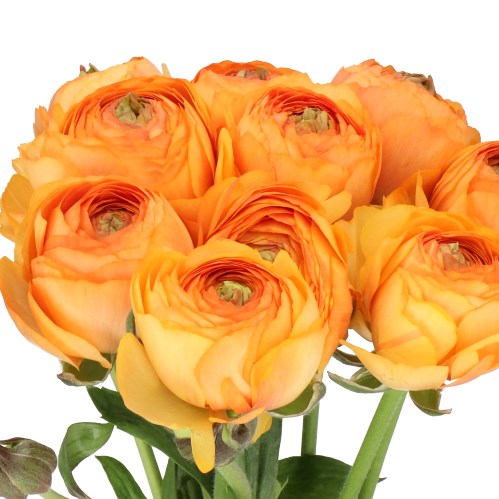 RANUNCULUS ROMANCE HONFLEUR