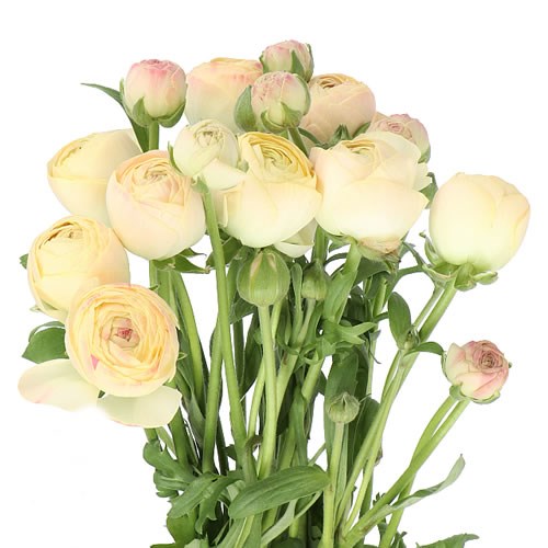 RANUNCULUS ROMANCE HYDRA EX