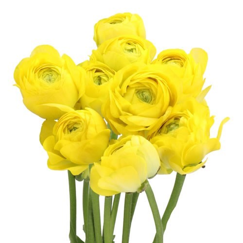RANUNCULUS ROMANCE KITILA