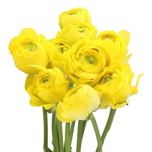 RANUNCULUS ROMANCE KITILA