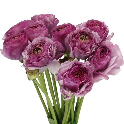 RANUNCULUS ROMANCE LOUBEYRES