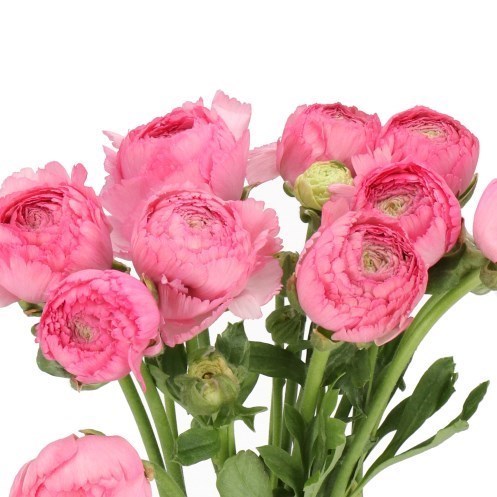 RANUNCULUS ROMANCE LOUISE