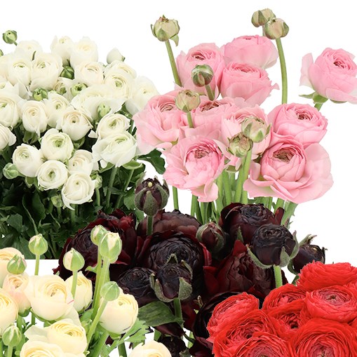 RANUNCULUS ROMANCE MIX