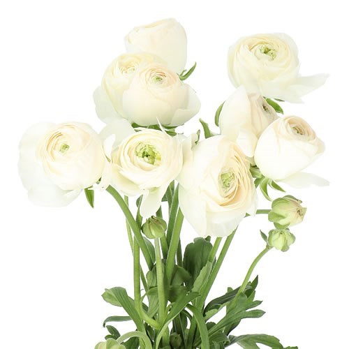 RANUNCULUS ROMANCE MONTENVERS