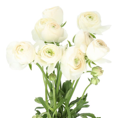 RANUNCULUS ROMANCE MONTENVERS EX