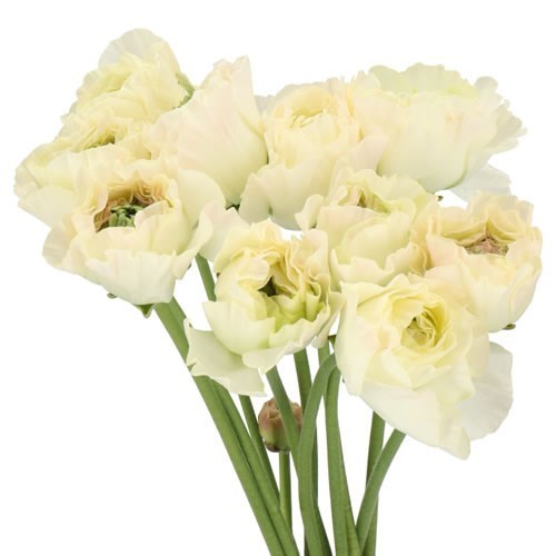 RANUNCULUS ROMANCE MORVAN