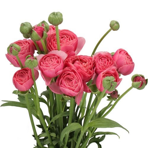 RANUNCULUS ROMANCE NOHANT DARK