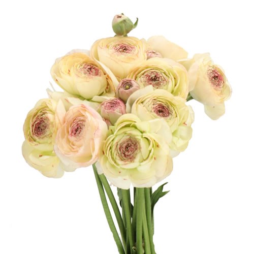 RANUNCULUS ROMANCE ORLEANS