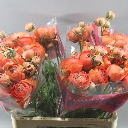RANUNCULUS ROMANCE PARADOU