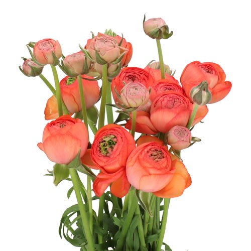 RANUNCULUS ROMANCE PARADOU