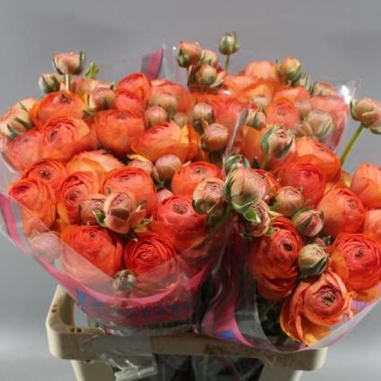 RANUNCULUS ROMANCE PARADOU EX