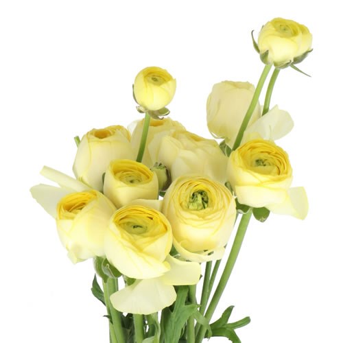 RANUNCULUS ROMANCE QUIMPER EX