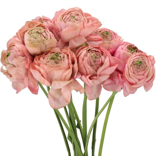 RANUNCULUS ROMANCE SUPREME PINK