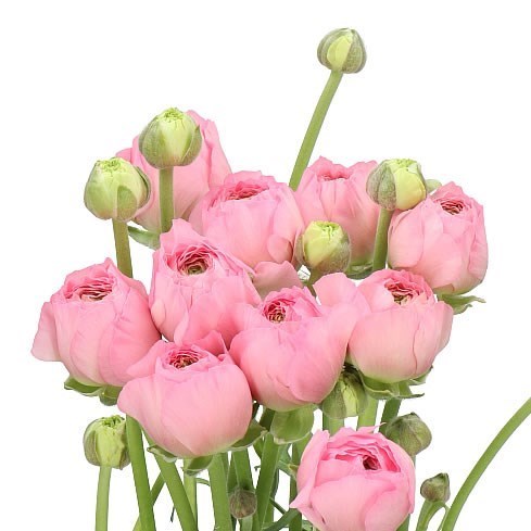 RANUNCULUS ROMANCE VALLIERE