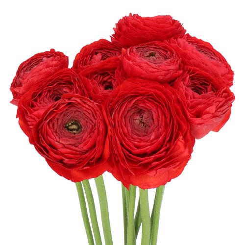 RANUNCULUS ROYAL XXL GET LUCKY EX