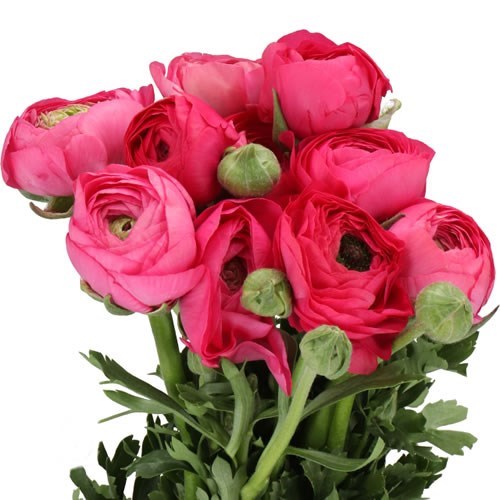 RANUNCULUS THOM BONBON
