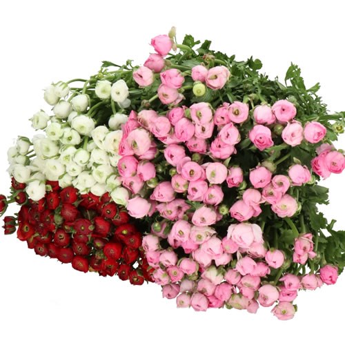 RANUNCULUS VALENTINES MIX