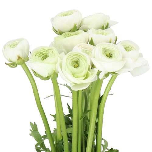 RANUNCULUS VICTORIA WHITE