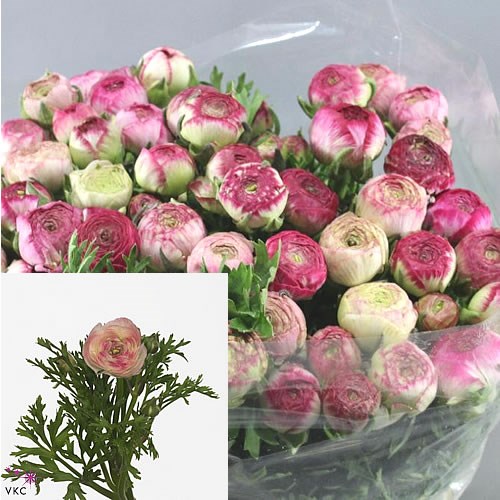 RANUNCULUS WHITE SFUMATO