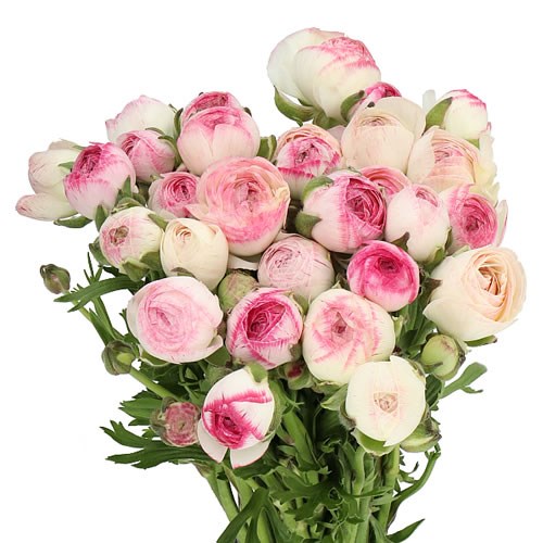 RANUNCULUS WHITE SFUMATO EX
