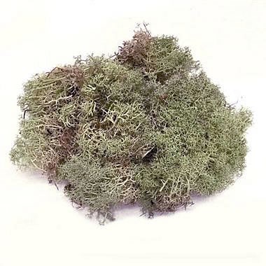 Caribou Moss - Natural (English)