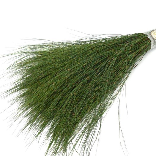REKOALA GREEN