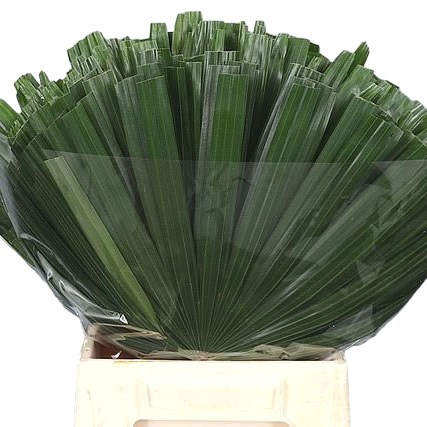RHAPIS PALM (CUT)