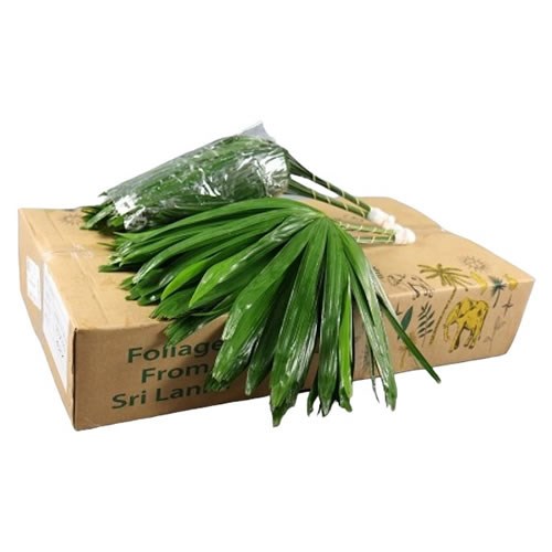 RHAPIS PALM (UNCUT)