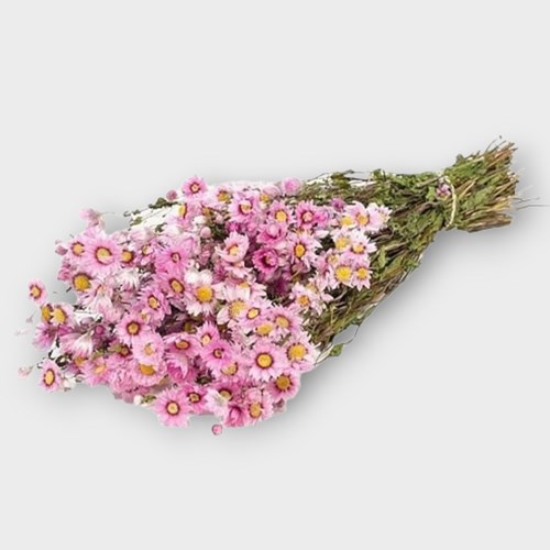 RHODANTE PINK (DRIED)