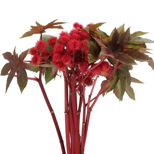 RICINUS COMMUNIS IMPALA