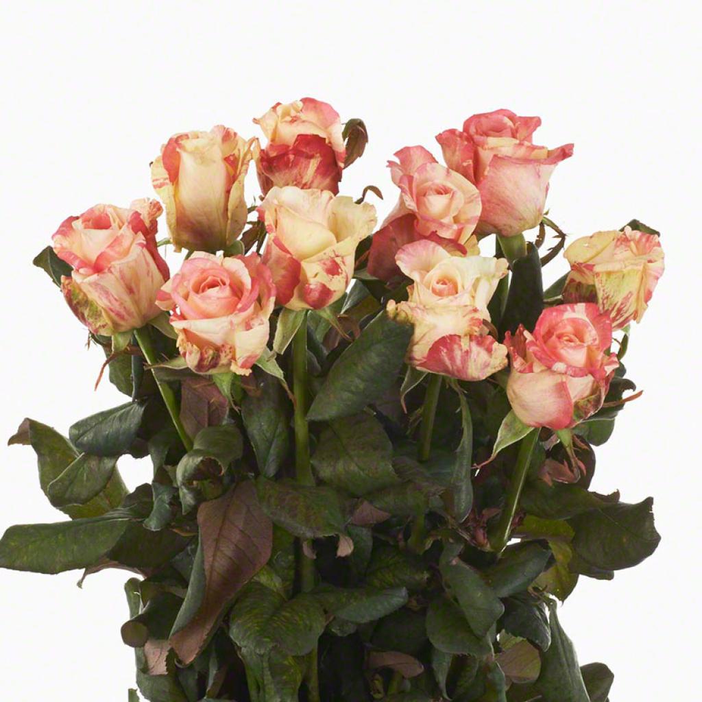 ROSE 4 U