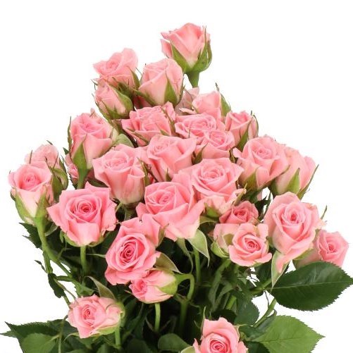 ROSE SPRAY ODILIA (SMALL HEADS)