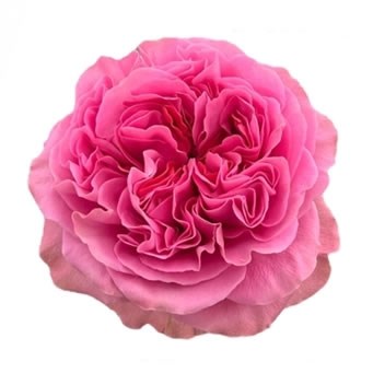 ROSE VILLA CERISE