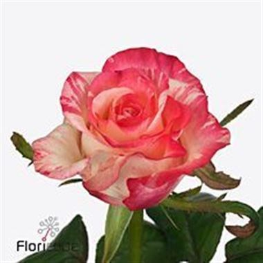 ROSE 4 U