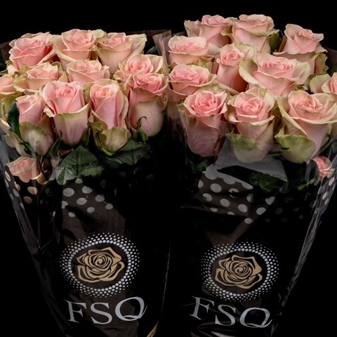 ROSE ABSOLUTE IN PINK (ECUADOR LARGE HEADS)