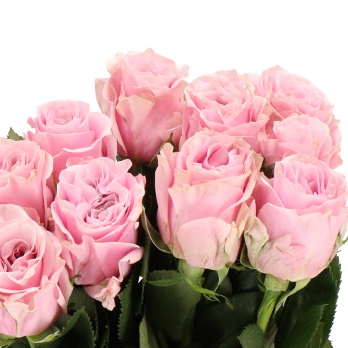 ROSE ADDICTED 2 LOVE