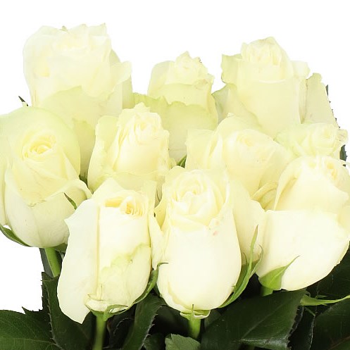 ROSE ALBATROS