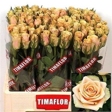 ROSE ALCHEMY 60cm | Wholesale Dutch Flowers & Florist Supplies UK ROSE ALCHEMY 60cm | Wholesale Dutch Flowers & Florist Supplies UK