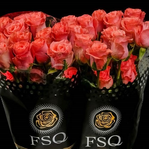 ROSE AMSTERDAM (ECUADOR LARGE HEADS)