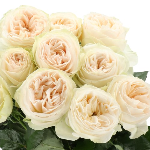 ROSE ASHA ROSE